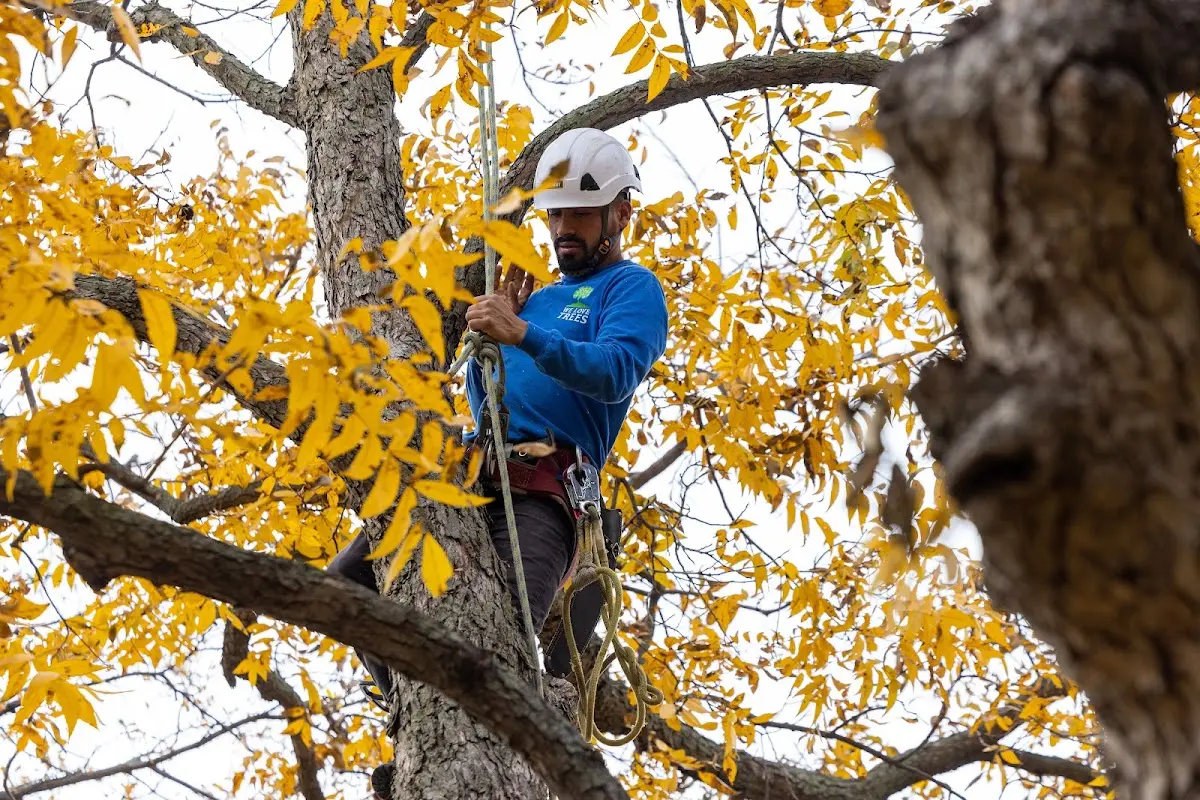 Skilled Tree Transplanting crew working in Girard